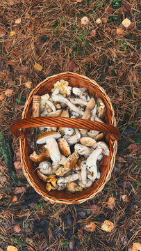 Picking mushrooms in the forest. Selective focus.