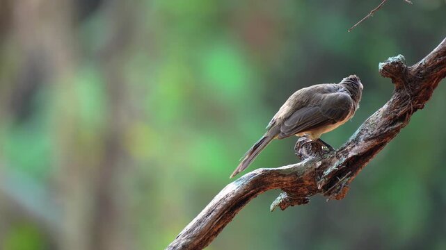 Yellow-vented bulbul perched on a tree branch in a tree