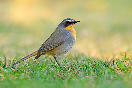 A colorful Cape robin-chat (Cossypha caffra) perched on green grass, South Africa