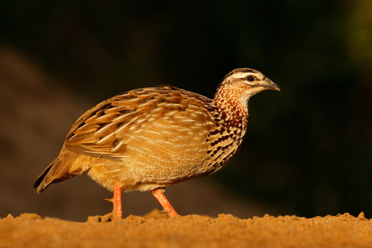 A crested francolin (Ortygornis sephaena) standing in natural habitat, South Africa