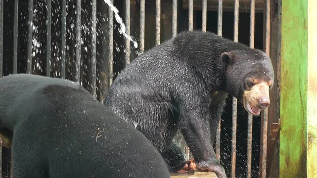 Sun bear (Helarctos malayanus) receiving a water spray bath in a zoo enclosure, showcasing animal care and wildlife in captivity against metal cage bars.