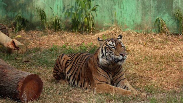 Majestic Sumatran tiger resting on dry grass in zoo enclosure. Powerful predator lying down, observing environment during daytime. Highlights wildlife conservation and big cat behavior.