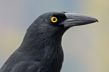 Fototapeta premium Close-up portrait of a pied currawong (Strepera graculina), South Australia