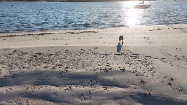 Wallaby Hopping Across Sandy Beach by Ocean Waters
