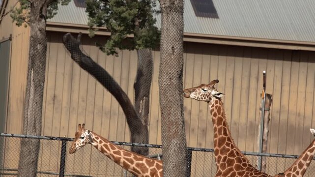 Giraffes Walking Behind Trees in Outdoor Zoo Enclosure
