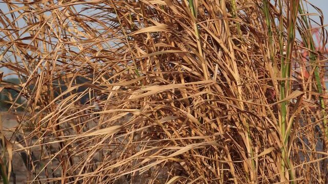 Close-up of golden dry wild grass and reeds swaying gently in a meadow during a bright sunny day, featuring natural textures and an environmental outdoor atmosphere.