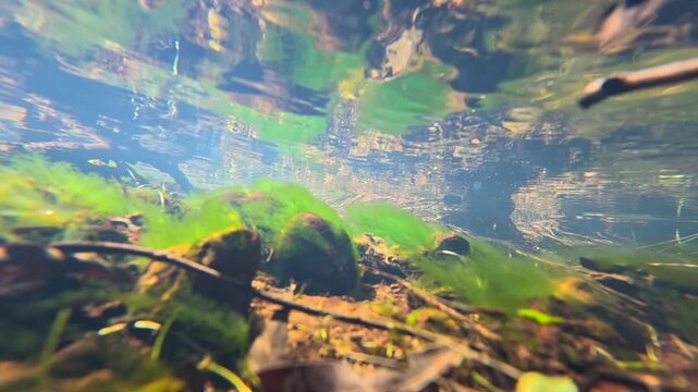 Underwater View of Flowing Creek with Mossy Rocks and Clear Water