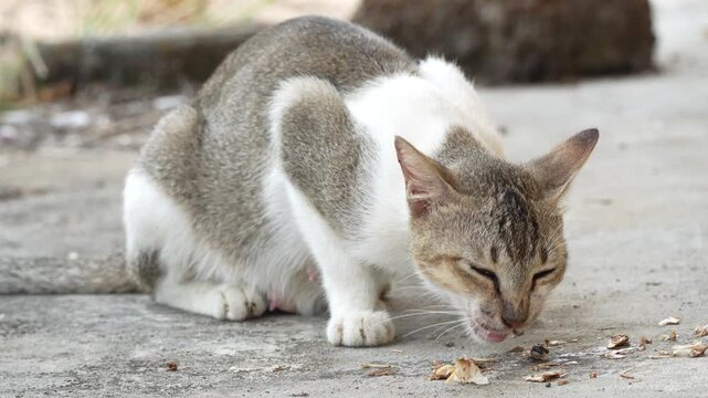 Domestic bicolor cat eating food scraps on a concrete surface outdoors. This depicts a stray or pet animal feeding in a natural environment during the day.