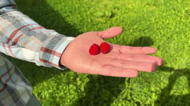 Fresh Red Berry Resting in a Hand Against Green Foliage