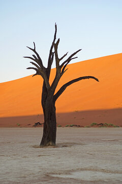 Dead Trees of Deadvlei in Namibia