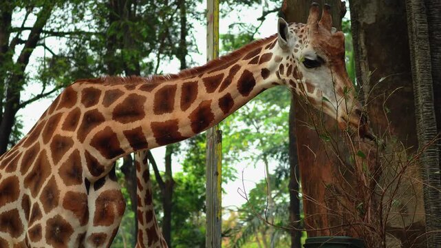 Two majestic giraffes feeding on fresh green leaves from a tree branch in a zoo enclosure, showcasing their iconic spotted patterns and long necks against a lush forest background.