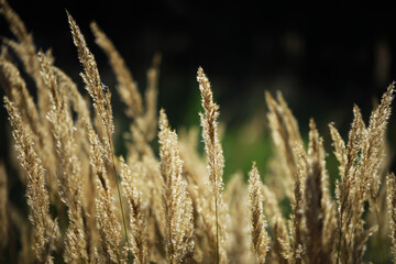 Obraz premium Golden Wheat Stalks Swaying in Sunlight Against Dramatic Dark Background