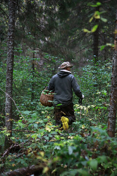 Foraging in the Forest: A Hiker Collects Mushrooms with a Woven Basket
