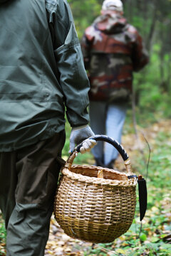 Forest Mushroom Foraging: Adventurous Day of Gathering Wild Fungi with Wicker Basket in Autumn Woods