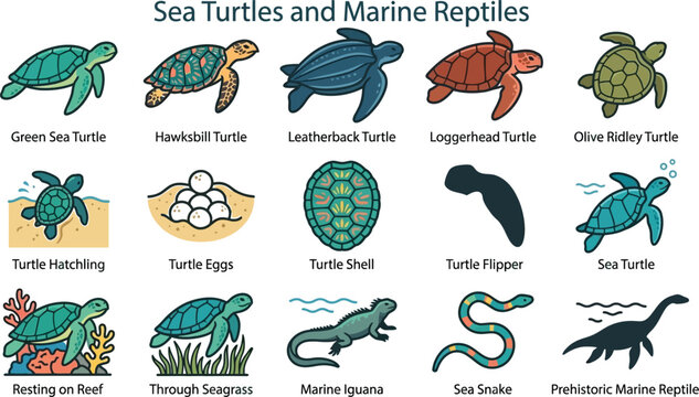 Illustrated Guide to Sea Turtles and Marine Reptiles with Various Species and Stages