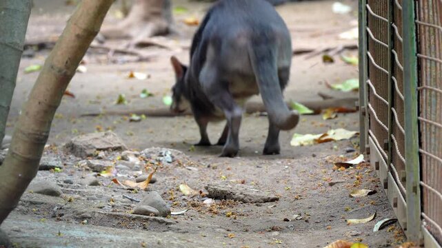 Swamp wallaby standing on the ground inside a wildlife sanctuary enclosure, looking alert before turning away in a natural setting.