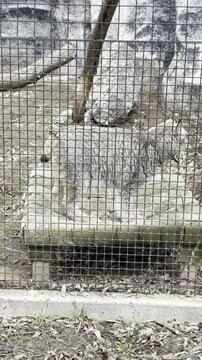 Canadian Lynx walking in cage in zoo