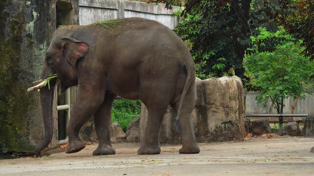Large Asian elephant walking in a zoo enclosure while holding green plants in its trunk. Majestic wild animal captive in a conservation park or zoological garden environment.