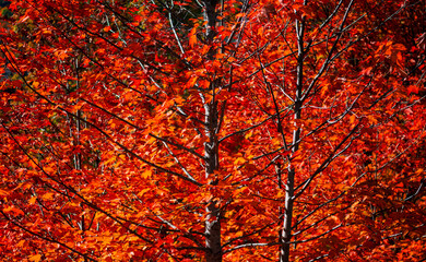 Obraz premium A wonderful natural mosaic painted in the bright shades of the forest in the height of autumn.