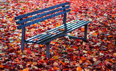 Obraz premium A deep moment of autumnal stillness and melancholy among purple-red leaves and an empty bench
