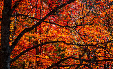 Obraz premium A dense tangle of dark branches framing the vibrant beauty of orange leaves in autumn