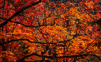 Obraz premium Sunlight breaking through a dense, warm explosion of red and gold leaves