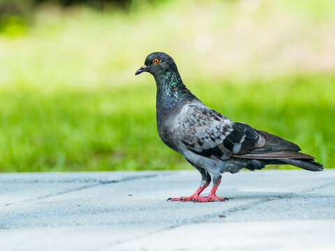 Rock Pigeon Standing on Pavement with Vivid Orange Eye and Red Feet