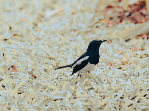 Juvenile Oriental Magpie Robin Standing on Bed of Shredded Leaves