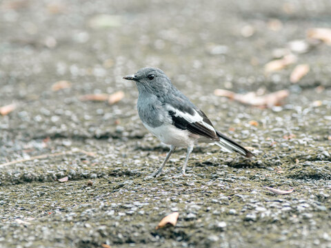 Juvenile Grey Oriental Magpie Robin Standing on Gravel Path