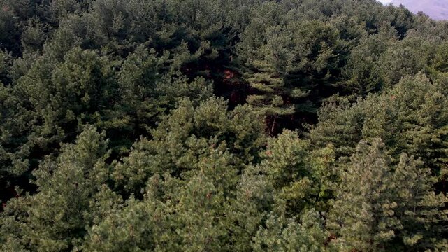 A coniferous forest weathering the winter and preparing to welcome spring_03