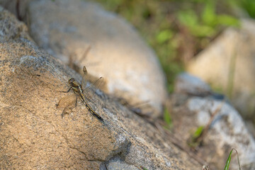 Female Common Skimmer Dragonfly Resting on a Sunlit Rock © Bambi and Sunny