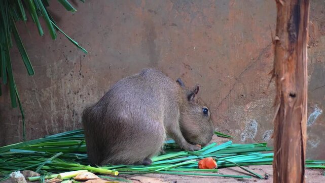 Close-up of a brown capybara foraging and eating fresh vegetables and green grass on the ground inside a zoo enclosure, showcasing South American wildlife behavior in captivity.