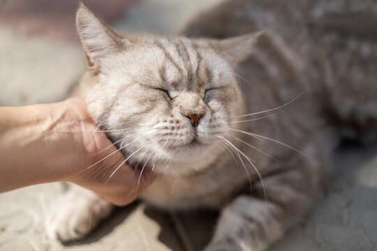 Person hand gently petting a relaxed cat at home. Close-up of a domestic cat enjoying affection and human companionship
