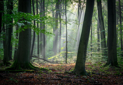 Sunny morning in the forest