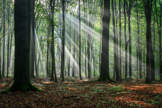 Sunny morning in the forest