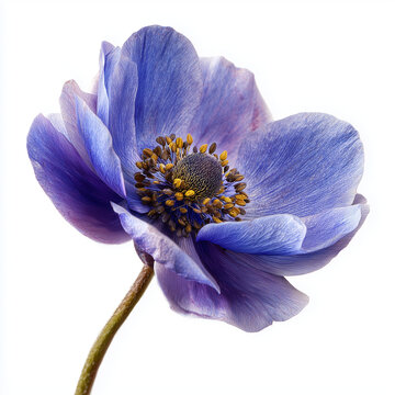 Purple Anemone Windflower Petals Bloom Head Isolated on White Background