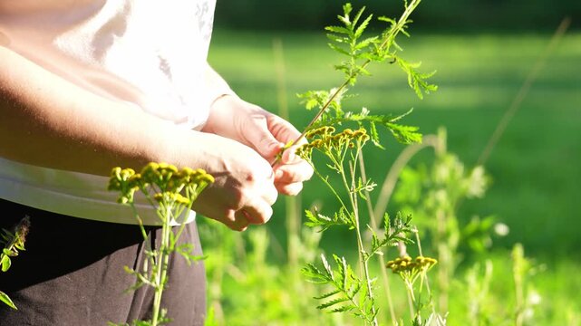 Hand gently touches small yellow flowering plants. Sunlight illuminates green leaves and delicate stems. The interaction appears calm and focused. Perfect for nature, gardening, or wellness content