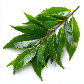 Fresh Green Bay Leaves Laurel Branch Isolated on White Background