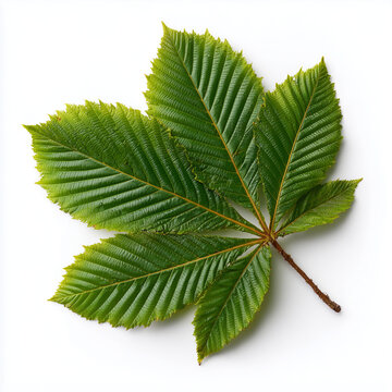 Green Horse Chestnut Leaf Palmate Foliage Isolated on White Background
