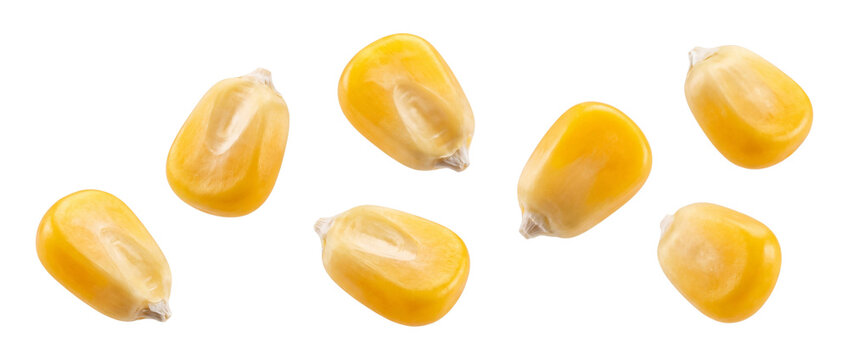 Falling raw corn kernels isolated on transparent background