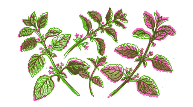 Vintage botanical illustration of mint leaves, hand drawn peppermint sprigs with purple accents, herbal tea ingredients and garden herbs isolated PNG with Transparent Background