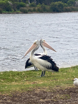 Australian pelicans standing by the water's edge