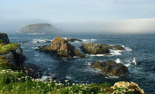 dramatic vistas of wildflowers , sea stacks, distant birds,  and rough surf  in the labrador sea from the grassy cliffs  of the elliston puffin viewing site during nesting season on a  foggy summer da