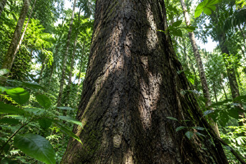 Obraz premium Ironwood tree trunk in tropical rainforest with textured bark and dappled sunlight.