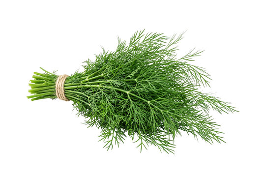 Fresh green organic dill bunch tied tightly with natural jute twine string isolated closely.