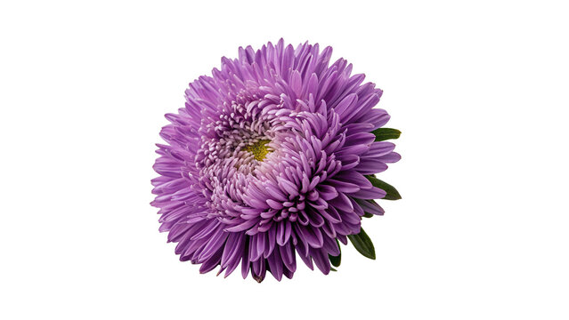 Vibrant purple aster flower head isolated on transparent background.