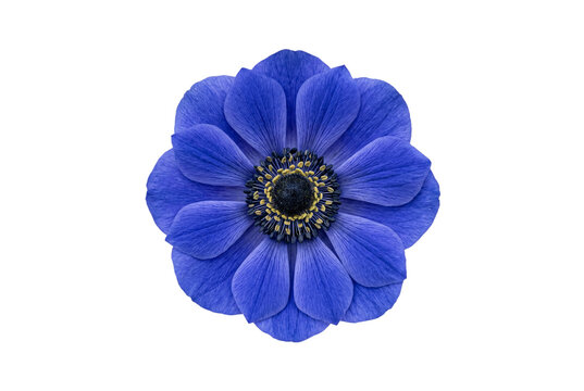 Vibrant blue anemone blossom top view isolated close up detailed petals floral photography stock image preview format studio shot center layout