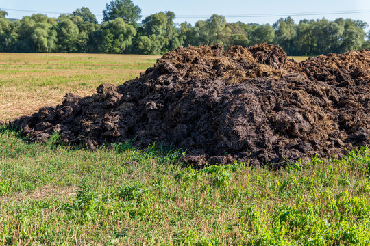 Large pile of manure on a harvested field in autumn, prepared for organic fertilization, nutrient recycling and soil improvement in sustainable agricultural land management.