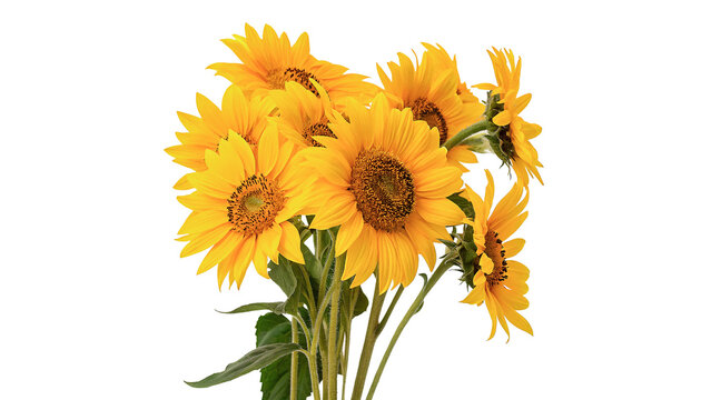 Bouquet of vibrant yellow blooming sunflowers isolated on transparent background.