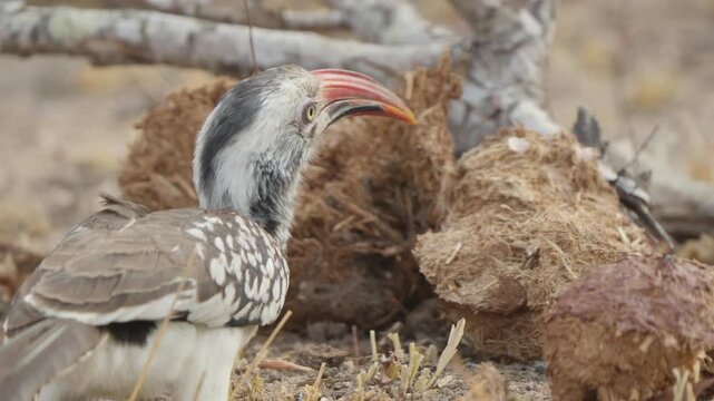 Southern red-billed hornbill forages for termites at a broken termite mound, rear angle. Slow motion wildlife behavior in Kruger National Park, South Africa savanna habitat.